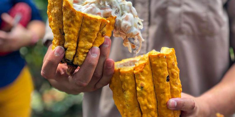 Costa Rica busca maior produtividade e sustentabilidade do cacau