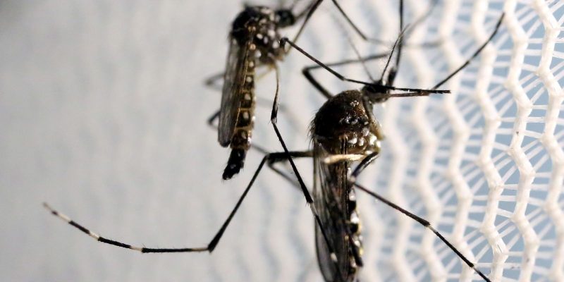 São Paulo mobiliza população contra aedes aegypti