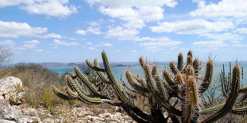 Governo recebe proposta para criação de fundo para a Caatinga