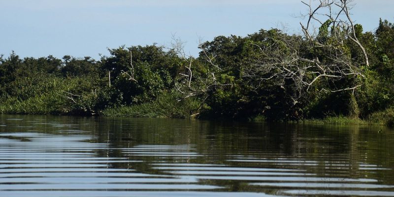 BNDES e Petrobras investem na recuperação de manguezais do Brasil