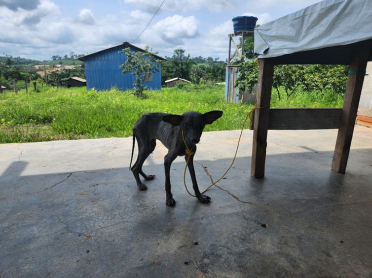 Foto ASCOM São Felix do Xingú.16/12/2023 Vila Renascer é totalmente desocupada e agentes intensificam trabalho de inutilização das estruturas ilegais na Terra Indígena. Animais são encontrados em situação de abandono e maus tratos. Foto ASCOM