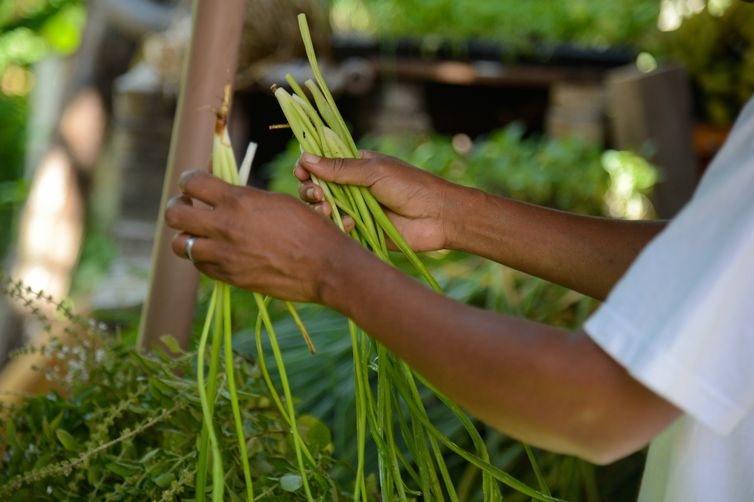 Tomaz Silva/Agência Brasil Rio de Janeiro (RJ), 19/12/2023 - Agricultores do Quilombo Dona Bilina, em Campo Grande, na Zona Oeste do Rio, preparam sua produção para entrega ao Programa de Aquisição de Alimentos (PAA). Foto: Tomaz Silva/Agência Brasil