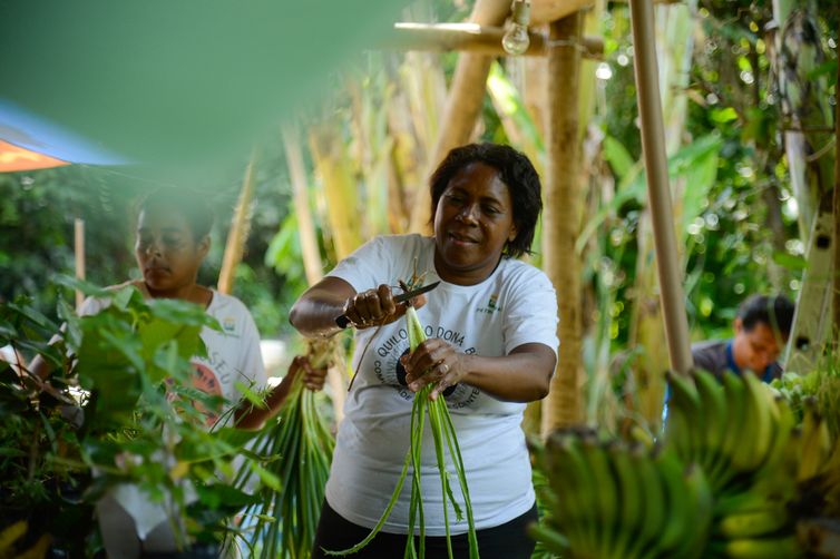 Tomaz Silva/Agência Brasil Rio de Janeiro (RJ), 19/12/2023 - A agricultora Sueli de Oliveira no Quilombo Dona Bilina durante colheita dos insumos para o Programa de Aquisição de Alimentos (PAA). Foto: Tomaz Silva/Agência Brasil