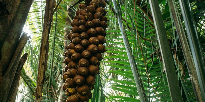 Quebradeiras de babaçu melhoram produção, mas convivem com ameaças