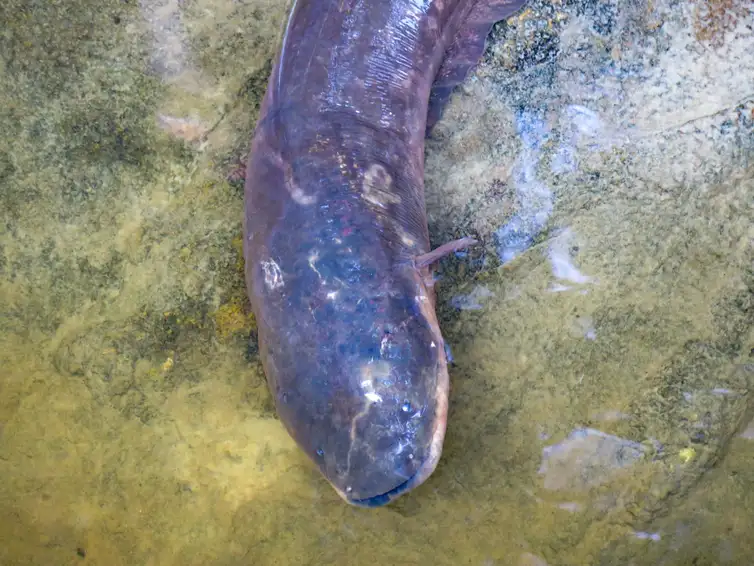 Acervo dos Pesquisadores Expedição para pesquisa busca espécies de peixes-elétricos na Amazônia. Foto: Acervo dos Pesquisadores