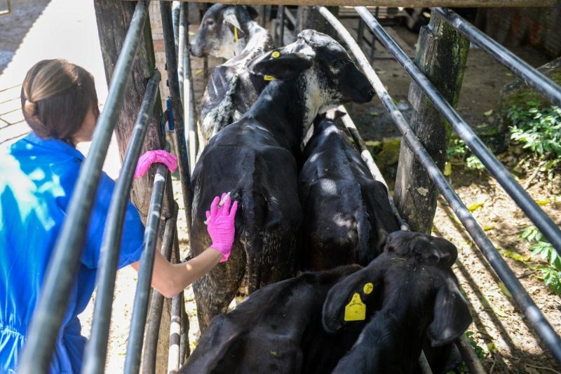 Prefeitura de Barra Mansa realiza vacinacao de combate a brucelose