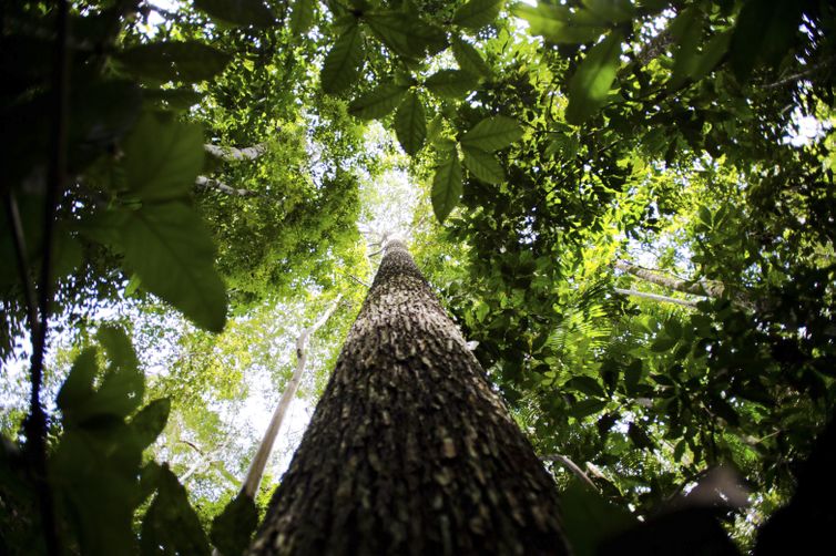 Marcelo Camargo/Agência Brasil floresta Amazônica