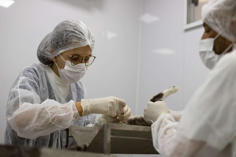 Volta Redonda anuncia 900 vagas de castração gratuita em novembro