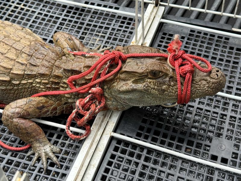 Jacare de pequeno porte e resgatado em Barra Mansa –