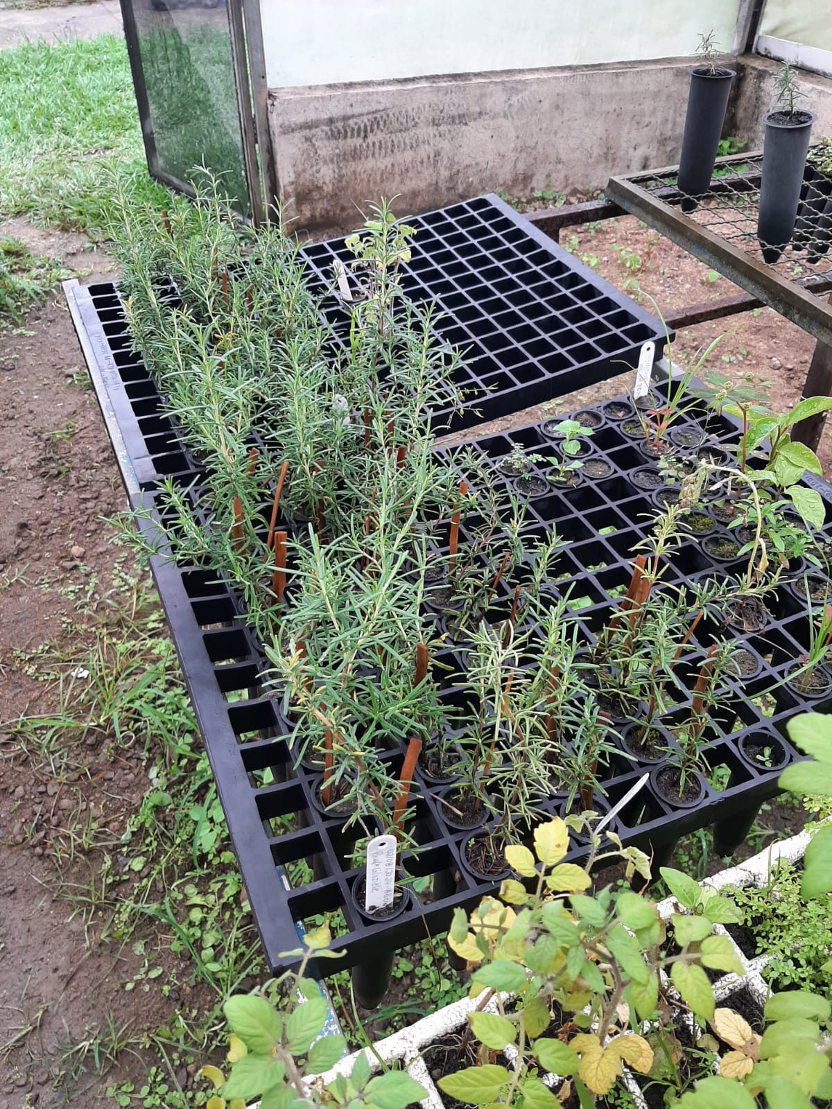 Farmácia Viva de Volta Redonda e IFRJ de Pinheiral desenvolvem projeto para melhoria agrícola e de saúde