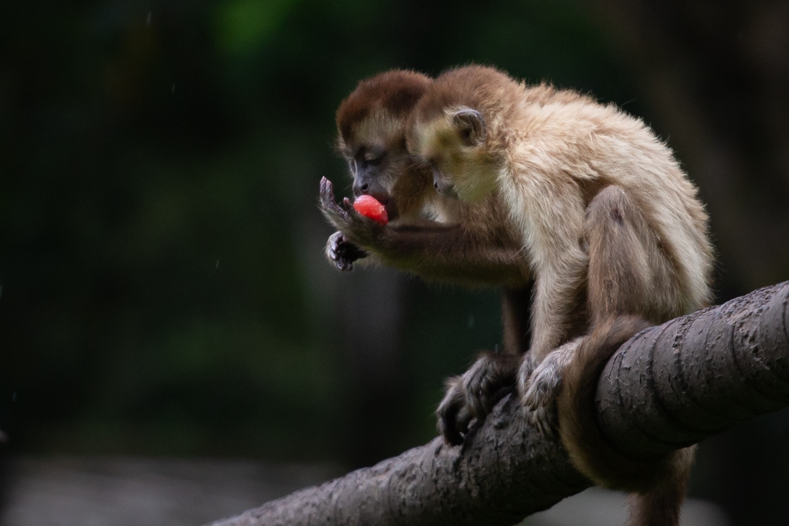 Primatas do Zoológico Municipal de Volta Redonda se refrescam com picolés de frutas