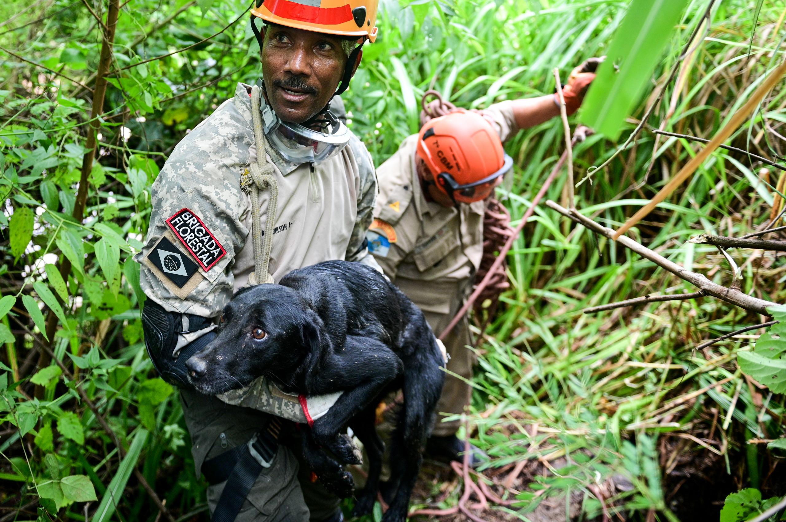 Secretaria de Meio Ambiente resgata cachorro preso em mata na