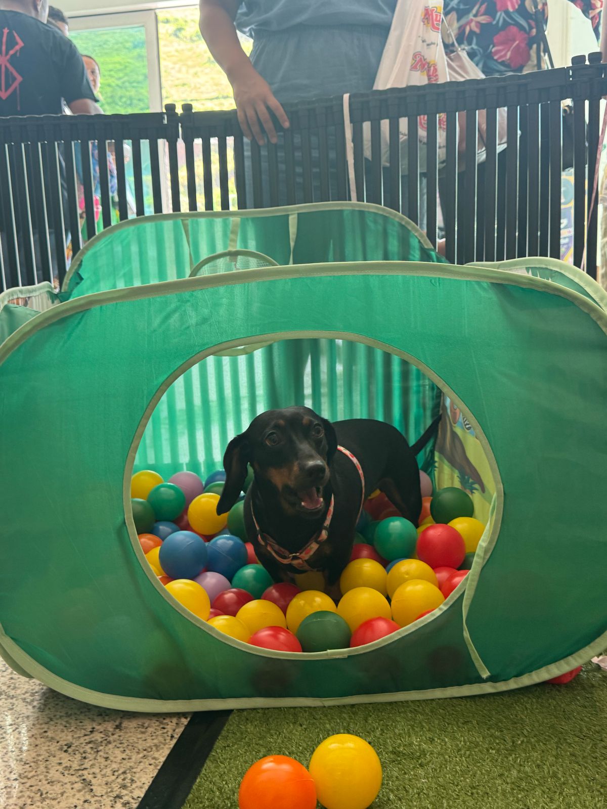 ‘CarnavAU’ para pets promove diversão e alegria no Shopping Park Sul, em Volta Redonda