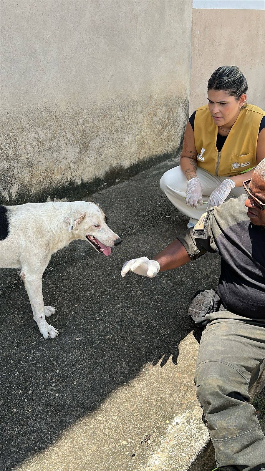 Prefeitura de Barra Mansa alerta para casos de cinomose no
