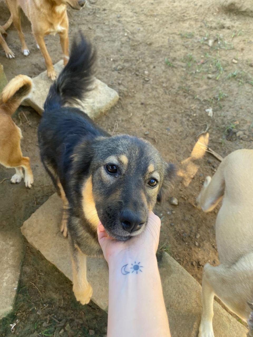 Dia Nacional dos Animais: Volta Redonda incentiva adoção de pets adultos em evento neste sábado (15)