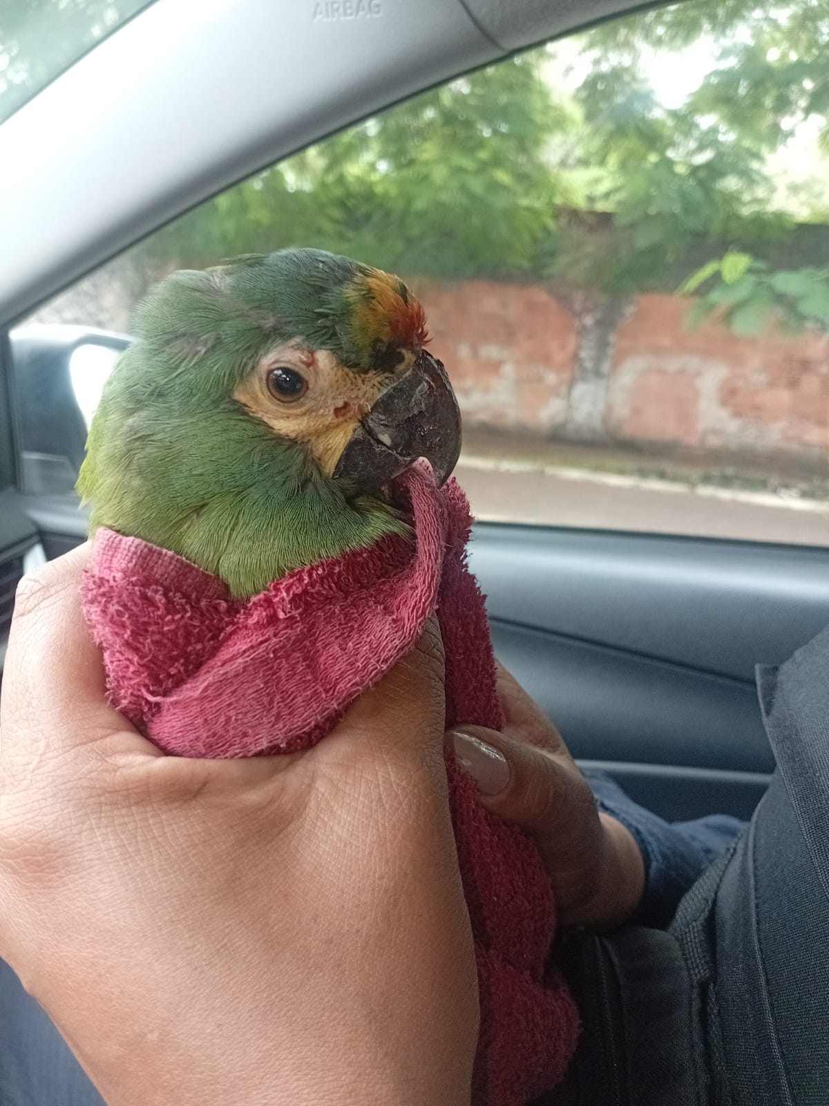 Patrulha de Proteção Animal e Ambiental resgata ave debilitada em Volta Redonda