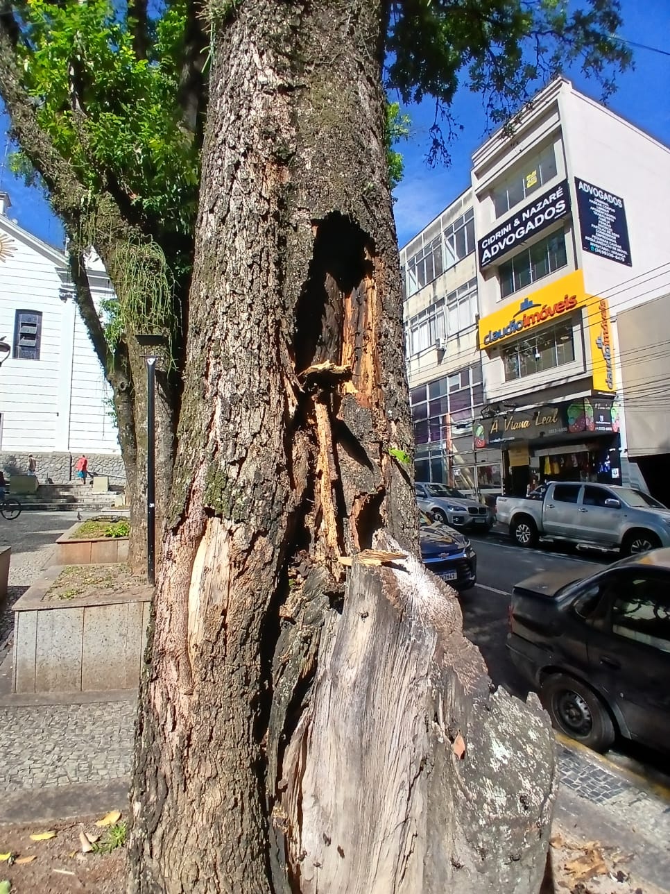 Arvores com riscos de queda na Praca da Matriz serao