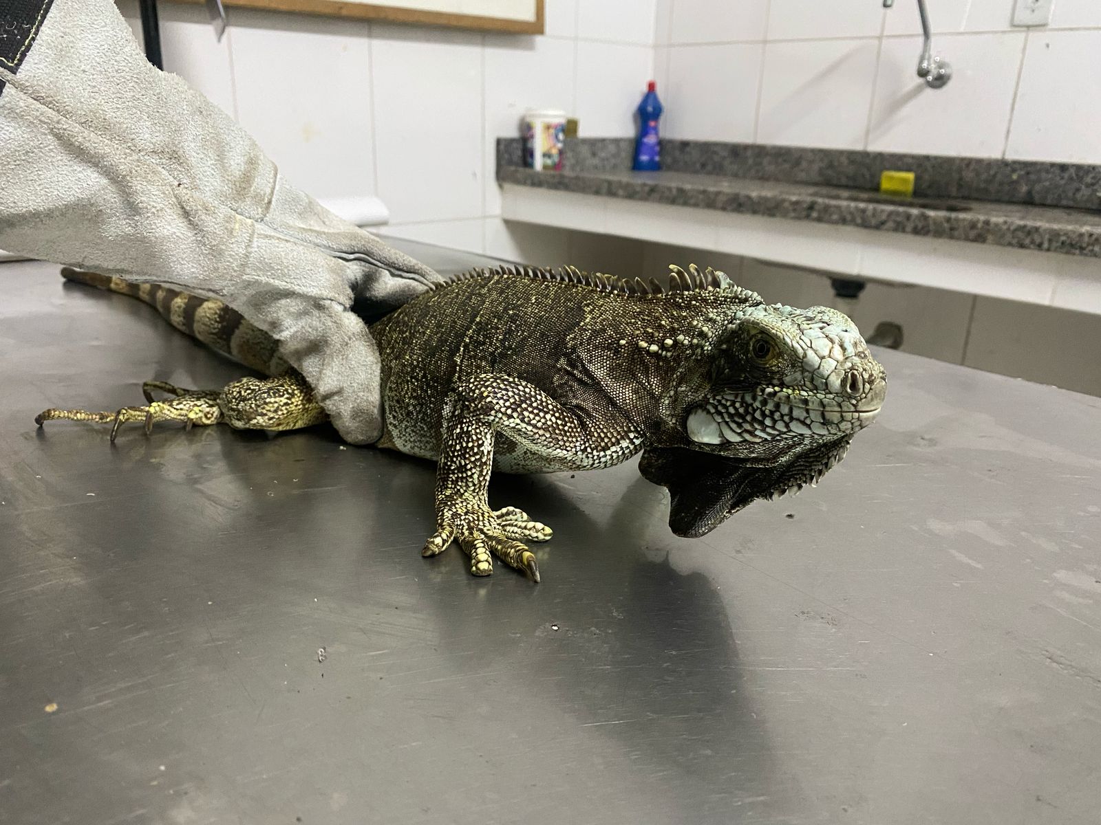 Secretaria de Meio Ambiente de Barra Mansa resgata Iguana no
