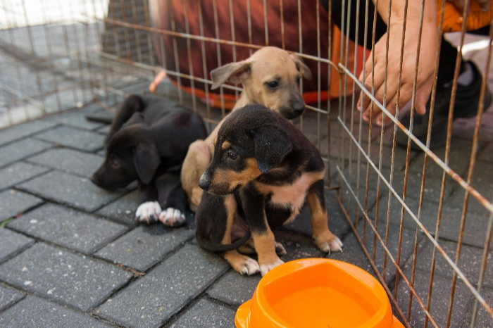 NOVA FEIRA DE ADOÇÃO DE CÃES E GATOS SERÁ REALIZADA NESTE SÁBADO, DIA 10 DE MAIO EM RESENDE  
