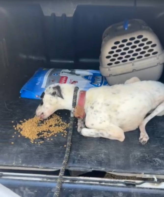 Rede de proteção da prefeitura resgata cão em situação de maus-tratos em Volta Redonda