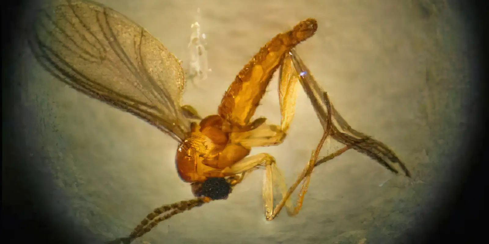 Estado de São Paulo registra 44 casos de febre de oropouche