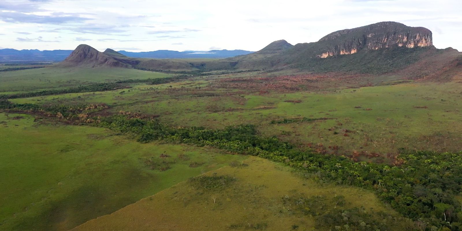 Cerrado: preservação e negócios são tema do Caminhos da Reportagem