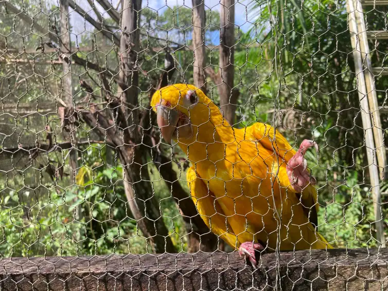 Belém (PA) 19/02/2025 - Arara Guaruba Guarouba do projeto Ararajuba. Foto: Fabíola Sinimbú/Agência Brasil