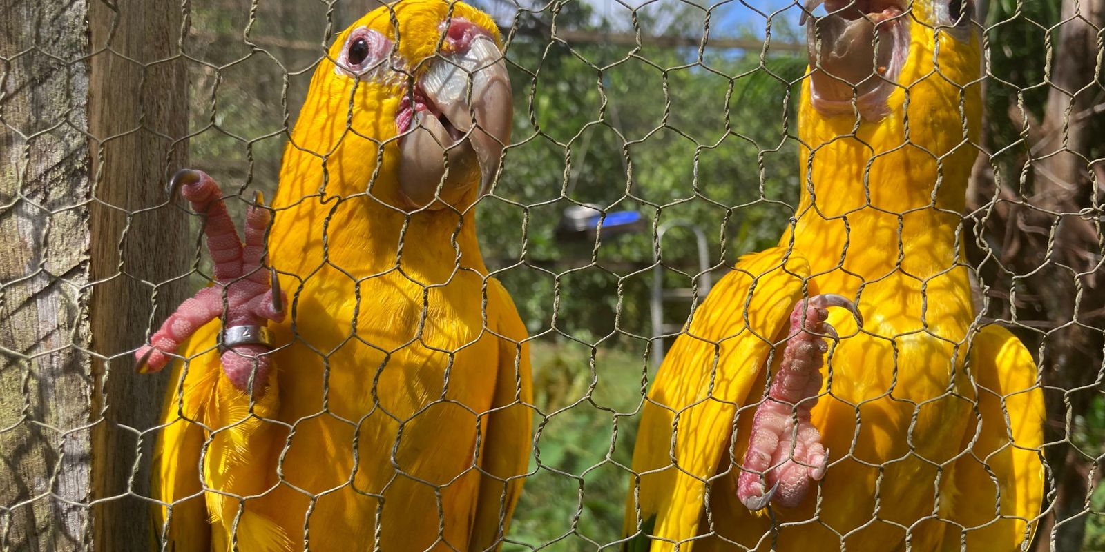 Captura e domesticação colocam animais silvestres em risco