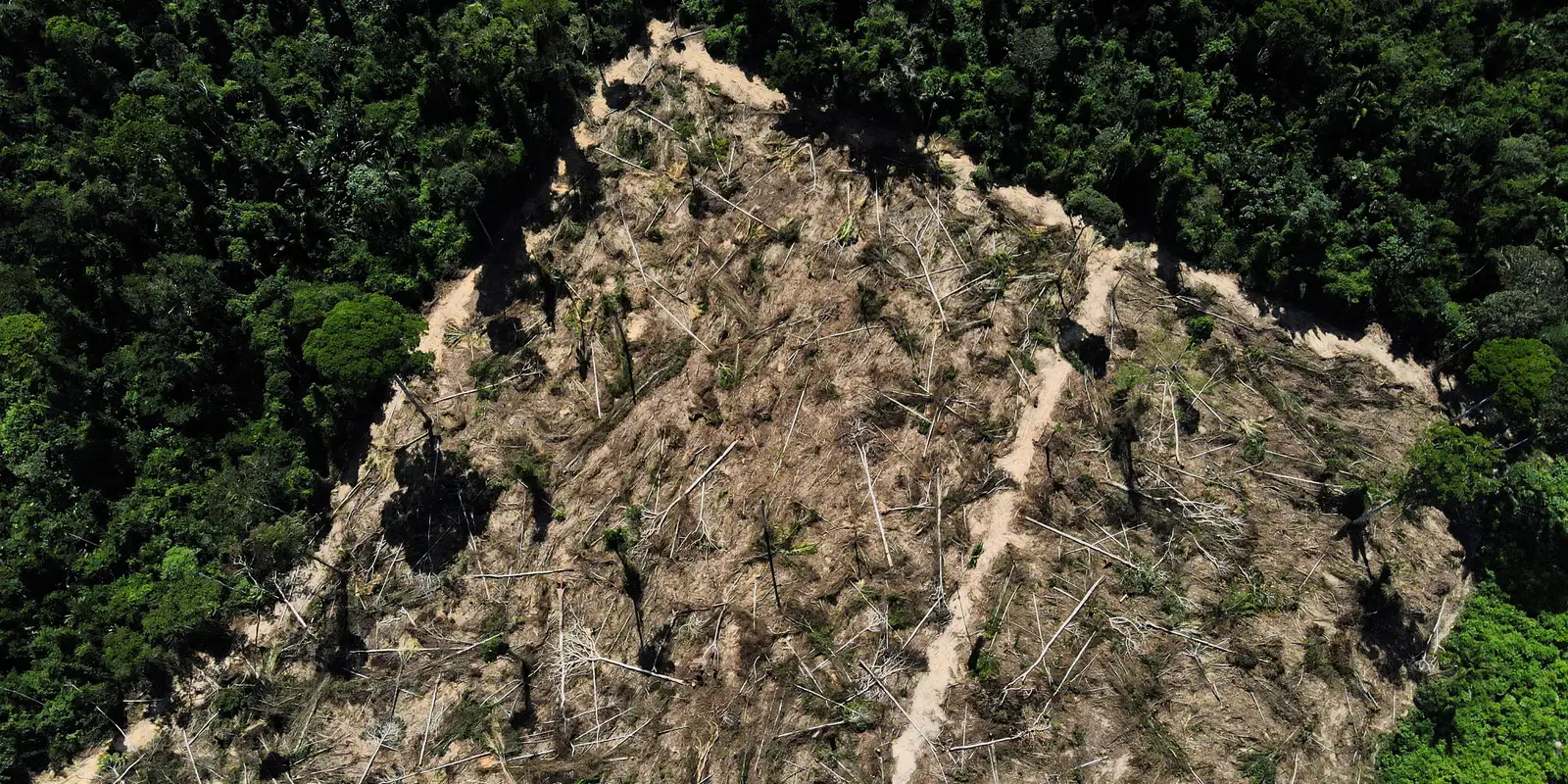 Florestas públicas não destinadas são ameaçadas por crimes ambientais