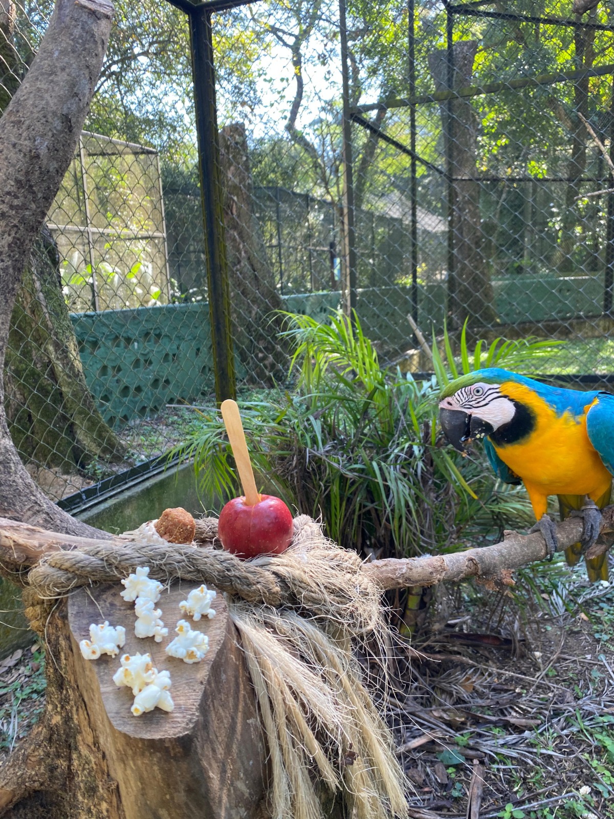 Parque Zoológico Municipal de Volta Redonda promove festa junina animal
