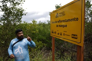 Bragança (PA), 12/06/2025 – O biólogo Paulo César Virgulino, coordenador de planejamento de manguezais do projeto Mangues da Amazônia, em área de reflorestamento. Foto: Fernando Frazão/Agência Brasil