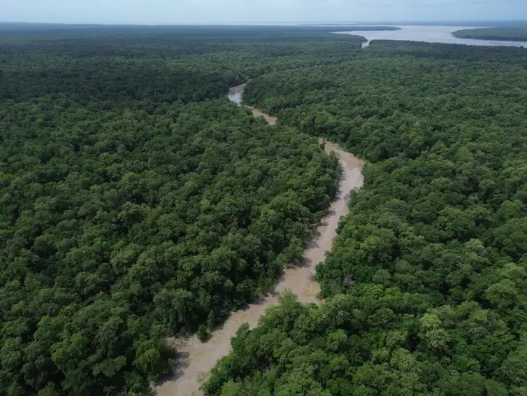 Bragança (PA), 12/06/2025 – Vista de um braço do Rio Caeté em área de manguezal na Reserva Extrativista Marinha de Caeté-Taperaçu monitorada pelo projeto Mangues da Amazônia. Foto: Fernando Frazão/Agência Brasil