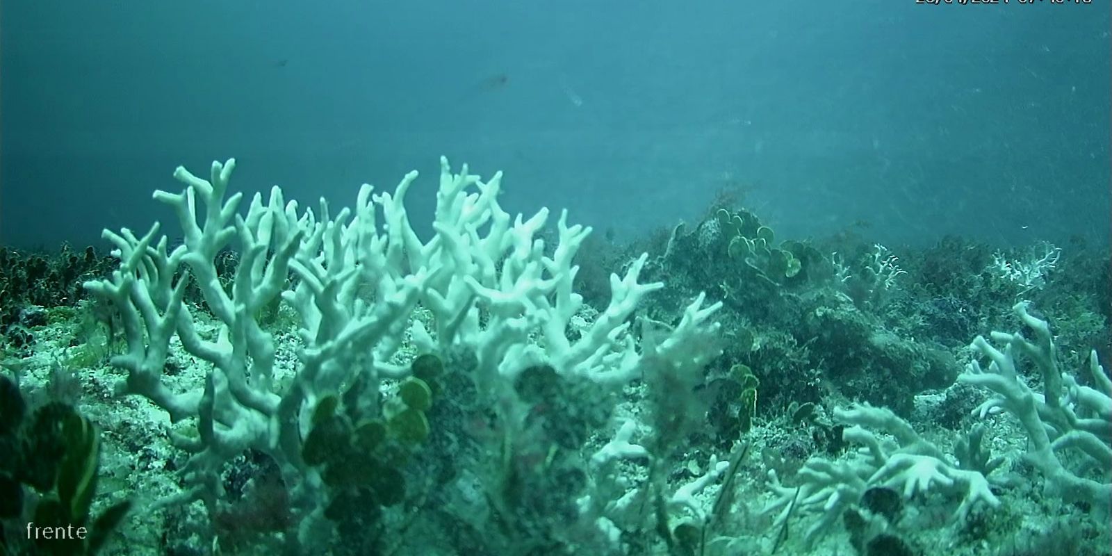 Edital do BNDES destina R$ 43 milhões para proteção de ilhas oceânicas
