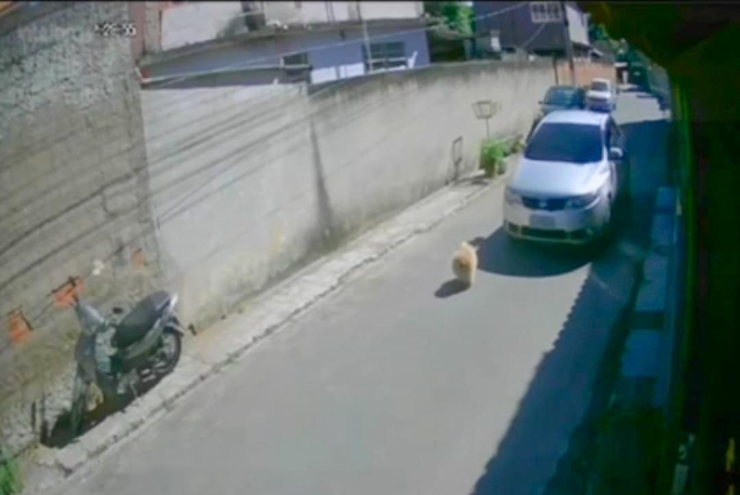 Motorista atropela cao e foge sem prestar socorro – Barra