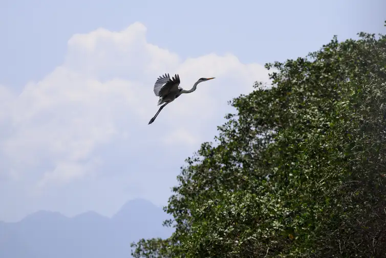Fernando Frazão/Agência Brasil Guapimirim (RJ), 16/10/2024 - Uma garça-moura (Ardea Cocoi) sobrevoa o manguezal do Rio Macacu, que desagua na Baía de Guanabara, na Estação Ecológica da Guanabara, na Área de Proteção Ambiental (APA) de Guapi-Mirim. Foto: Fernando Frazão/Agência Brasil