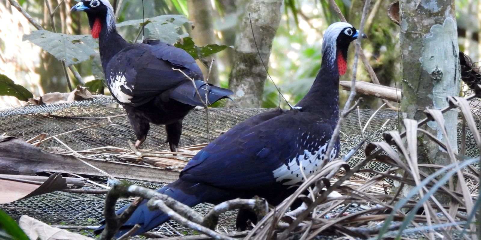 Em risco de extinção, jacutingas são devolvidas à natureza em SP