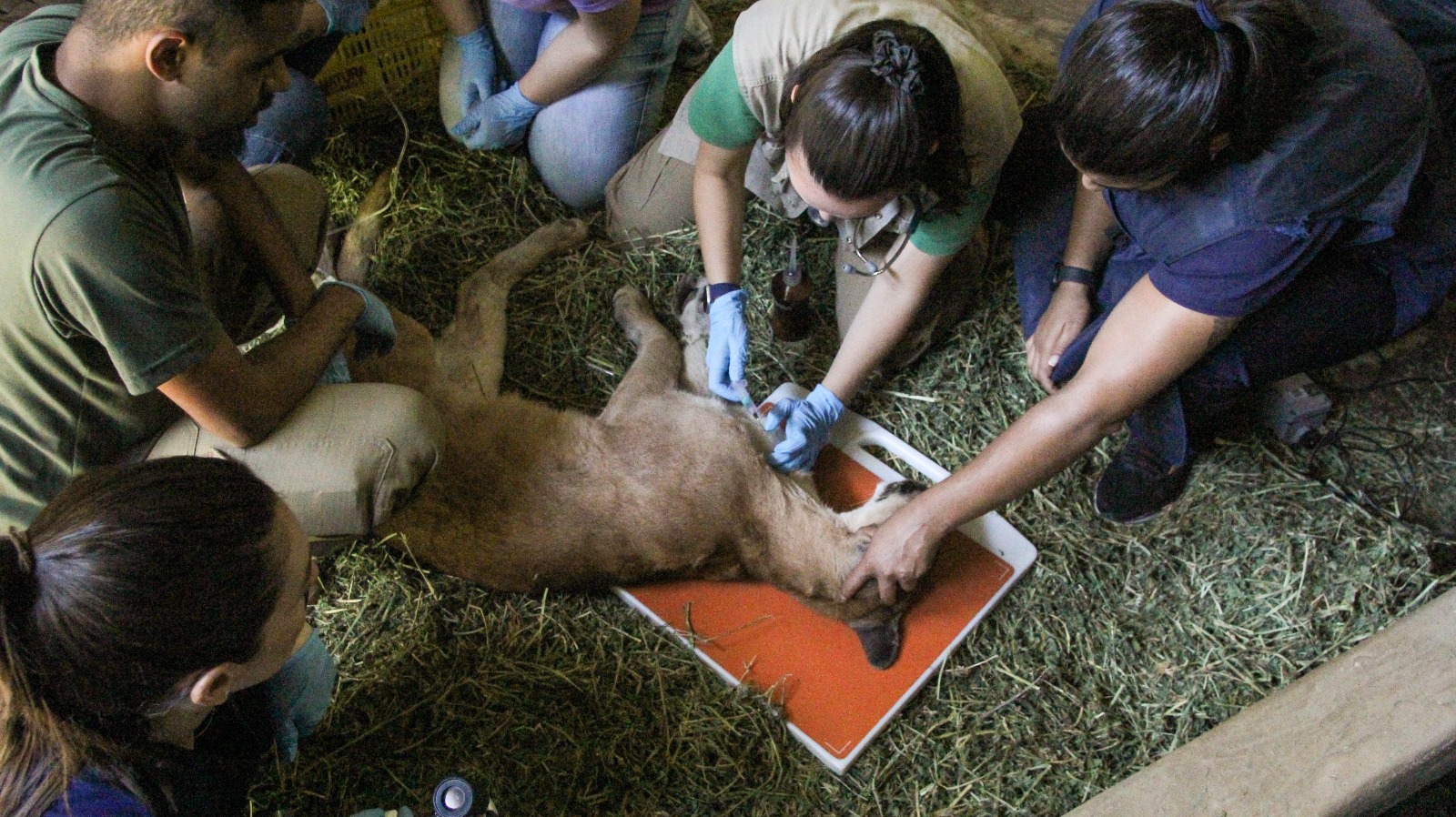 Onça-parda resgatada passa por exames no Parque Zoológico Municipal de Volta Redonda