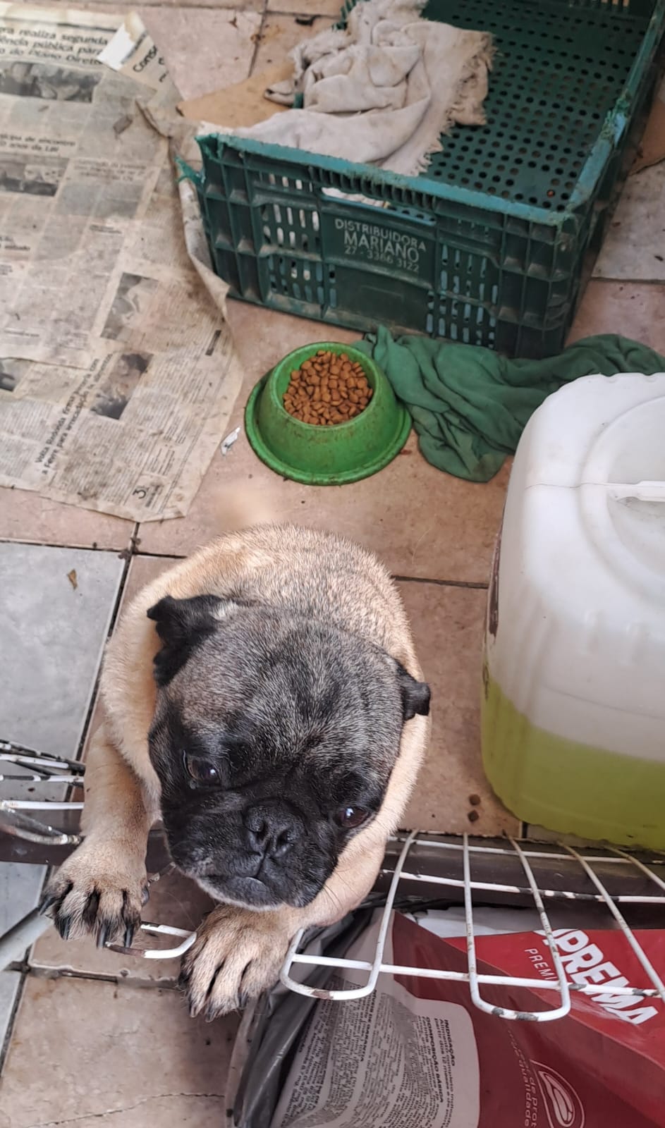 Secretaria de Proteção e Defesa Animal de Volta Redonda apreende animais vítimas de maus-tratos em canil irregular no Belmonte