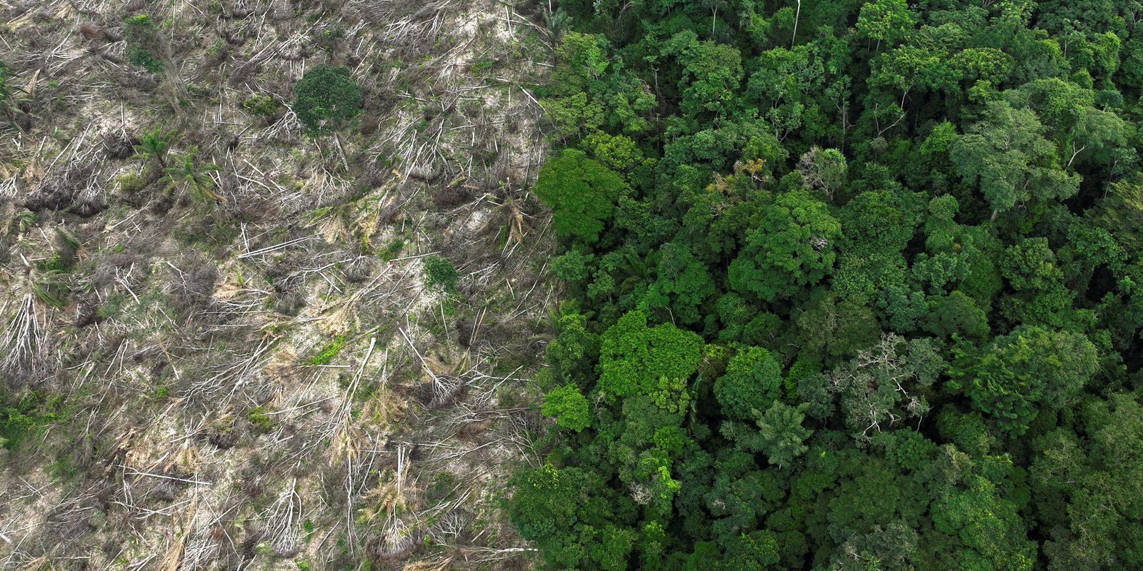 Restauro florestal pode render US$ 100 bi por ano a países tropicais