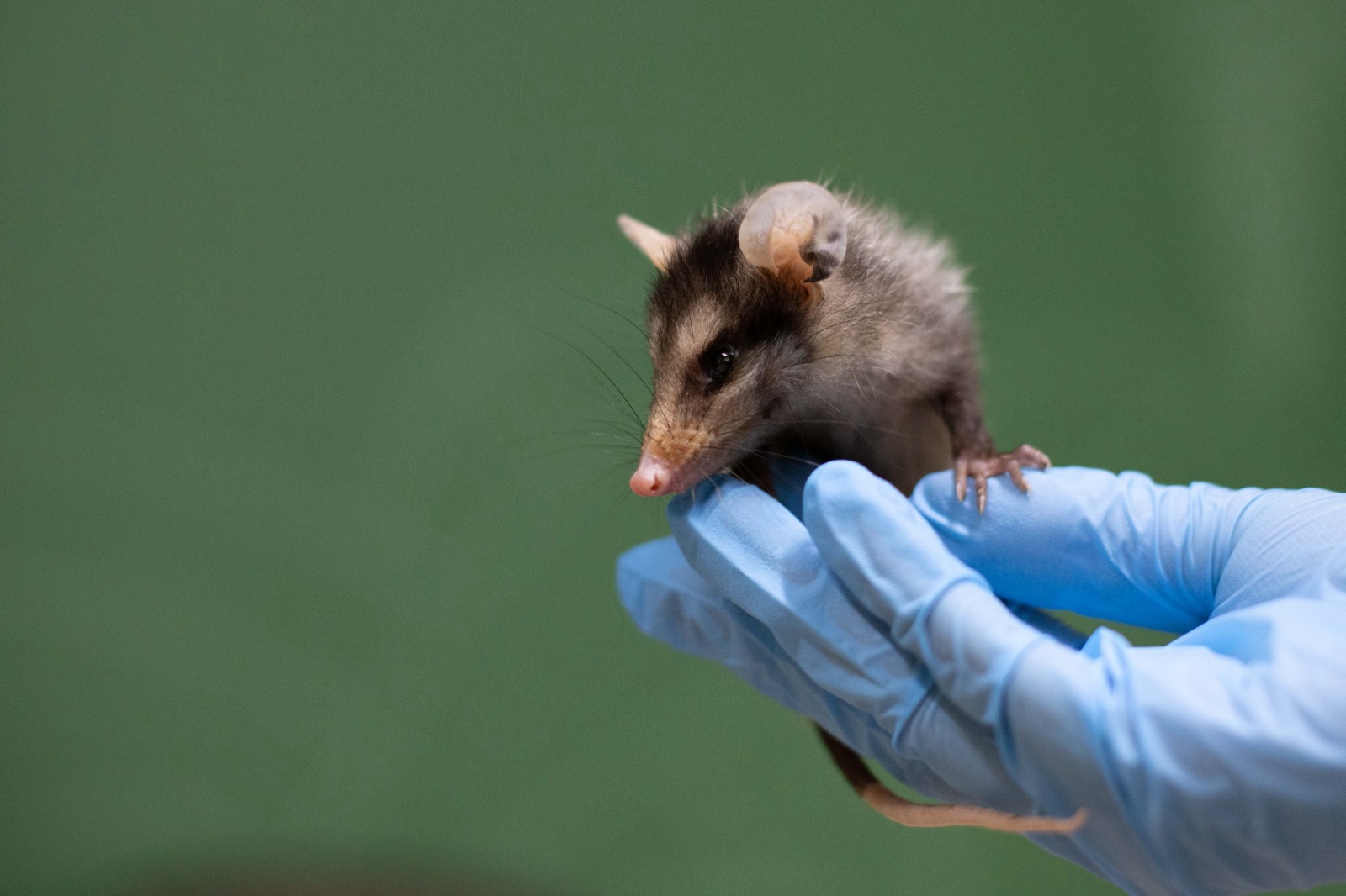 Parque Zoológico Municipal de Volta Redonda alerta sobre aumento no número de gambás durante o período reprodutivo