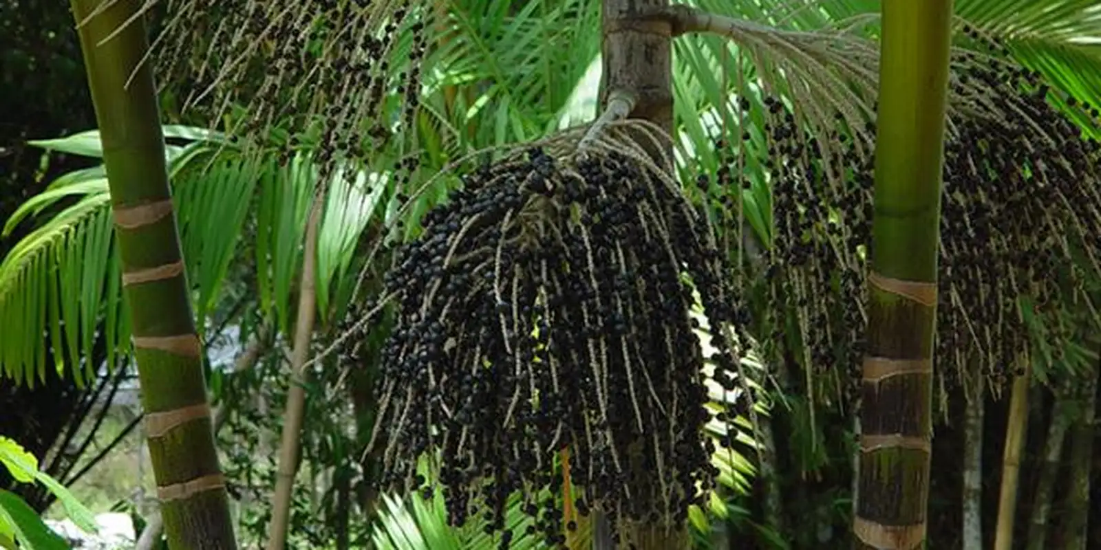 Projeto transforma áreas de queimada em produção sustentável no Marajó