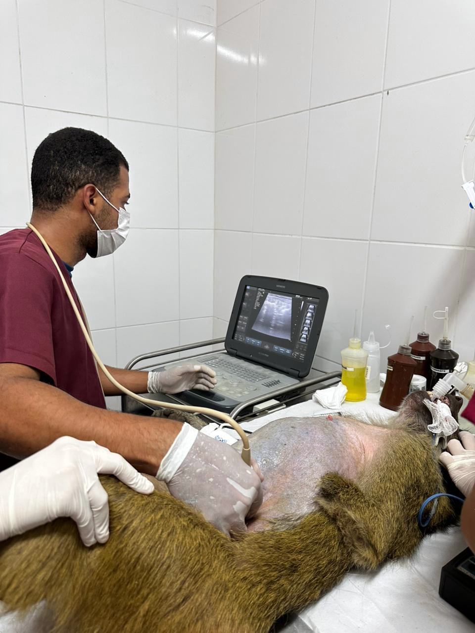 Animais do Parque Zoológico Municipal de Volta Redonda passam por avaliação de saúde