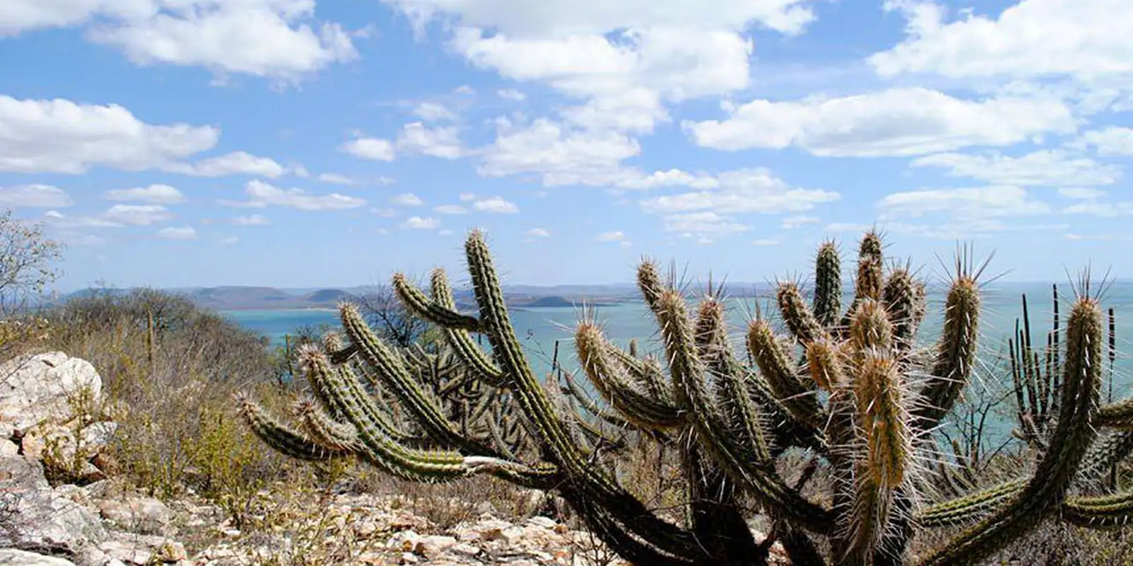 Ameaçada de desertificação, Caatinga terá área recuperada