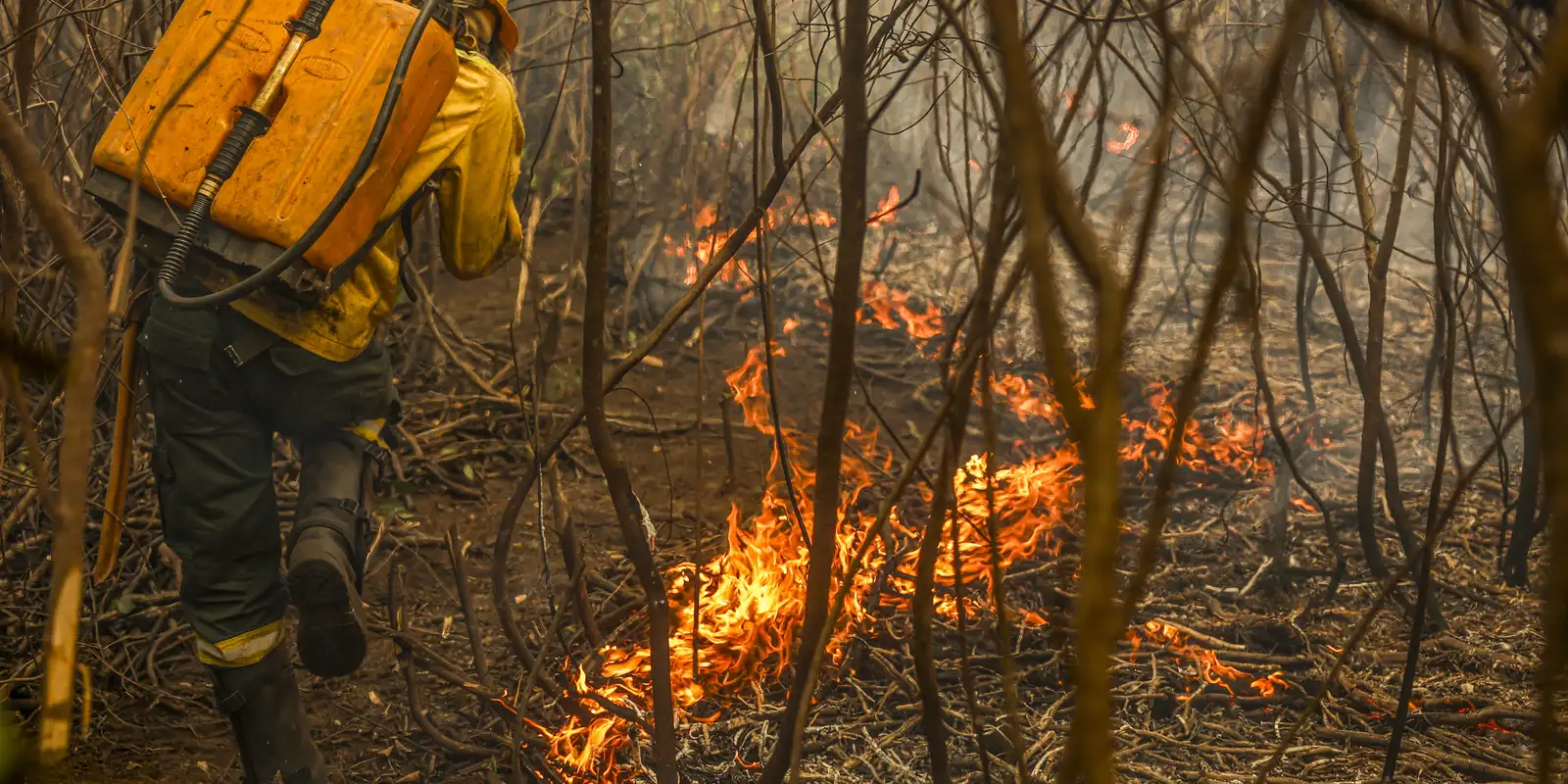 Governo lança painel inédito para rastrear gastos ambientais