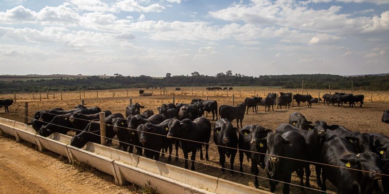 Prévia do PIB aponta crescimento de 2,5% da economia brasileira em 2025