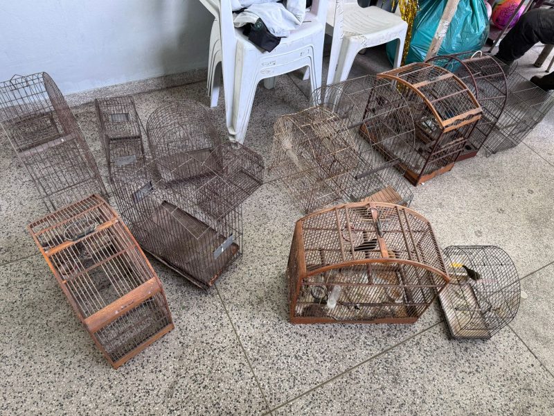 Guarda Ambiental apreende passaros silvestres mantidos em cativeiro no bairro