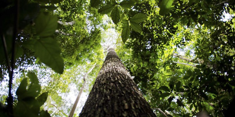 Governo avalia editar decreto sobre licenciamento ambiental