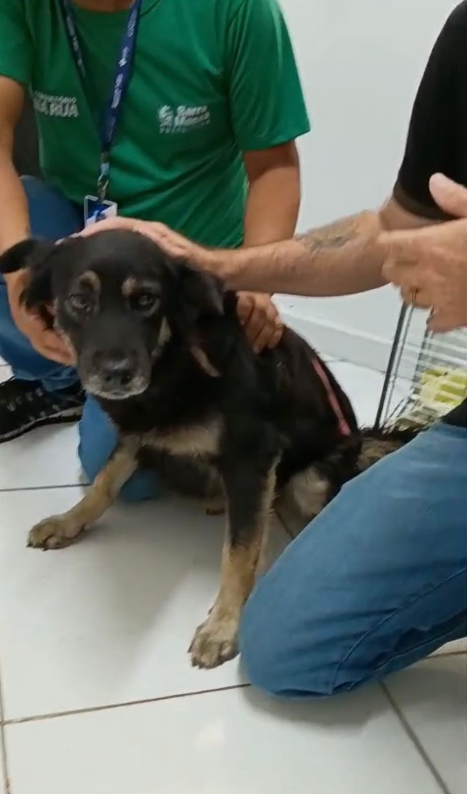 Prefeitura de Barra Mansa resgata cadela com problemas de saude