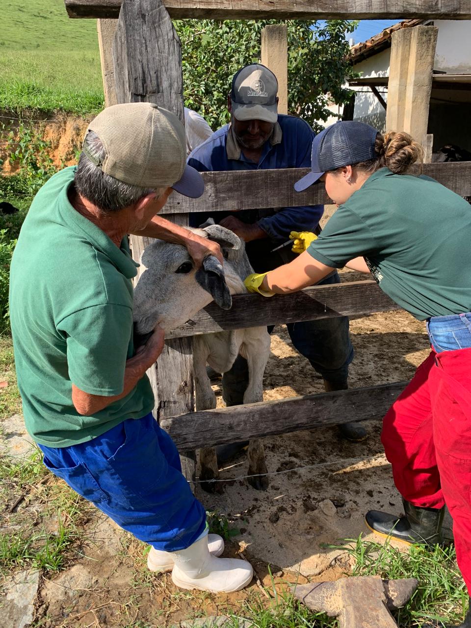 Secretaria de Desenvolvimento Rural de Barra Mansa intensifica vacinacao contra