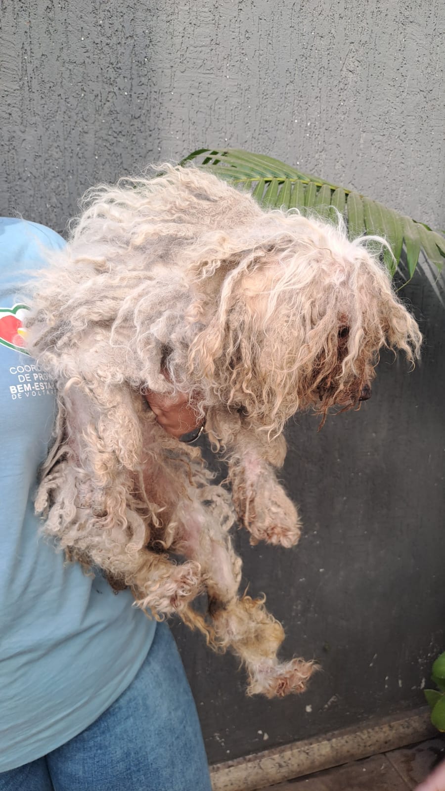 Volta Redonda: Secretaria de Proteção e Defesa Animal resgata cães em situação de maus-tratos no bairro Retiro